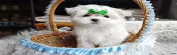 Maltese dogs for sale: Korean Babydoll Snowball  - Ad 6