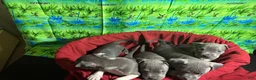 American Pit Bull Terrier dogs for sale: American Pit Bull Terrier Puppy 1 - Ad 8