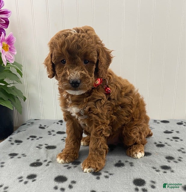 Miniature Poodle dogs Petey - Ad 2