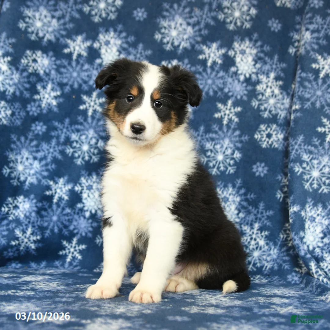 Shetland Sheepdog dogs for sale: Peanut  - Ad 1