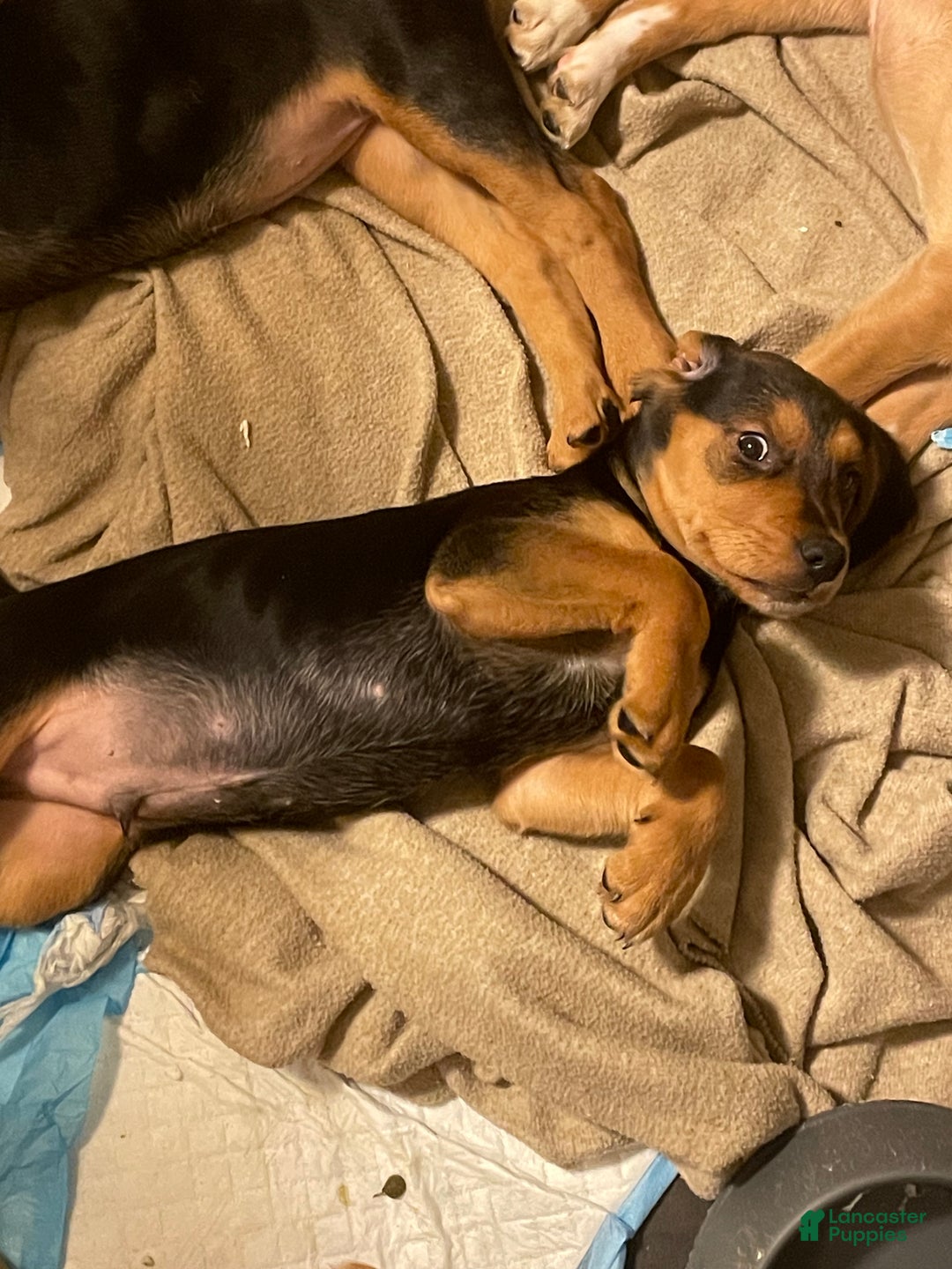 Mixed Breed dogs for sale: Holly  - Ad 2