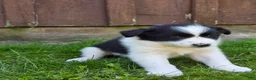 Border Collie dogs for sale: Hanna - Ad 3