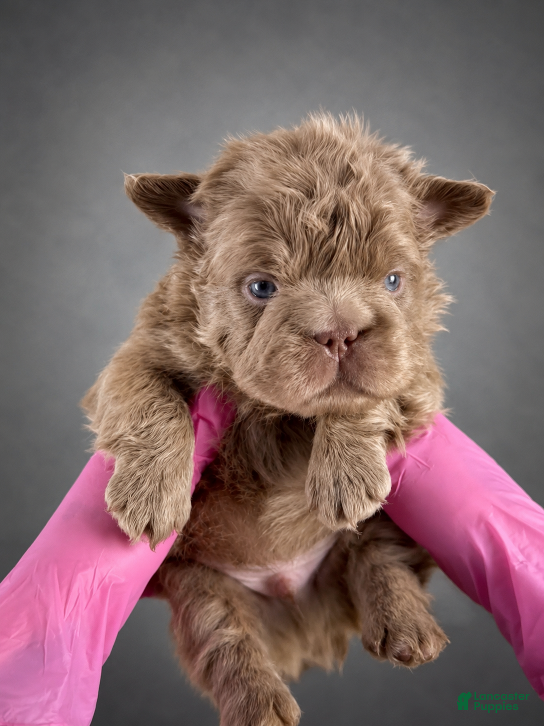French Bulldog dogs Boss Man - Ad 6