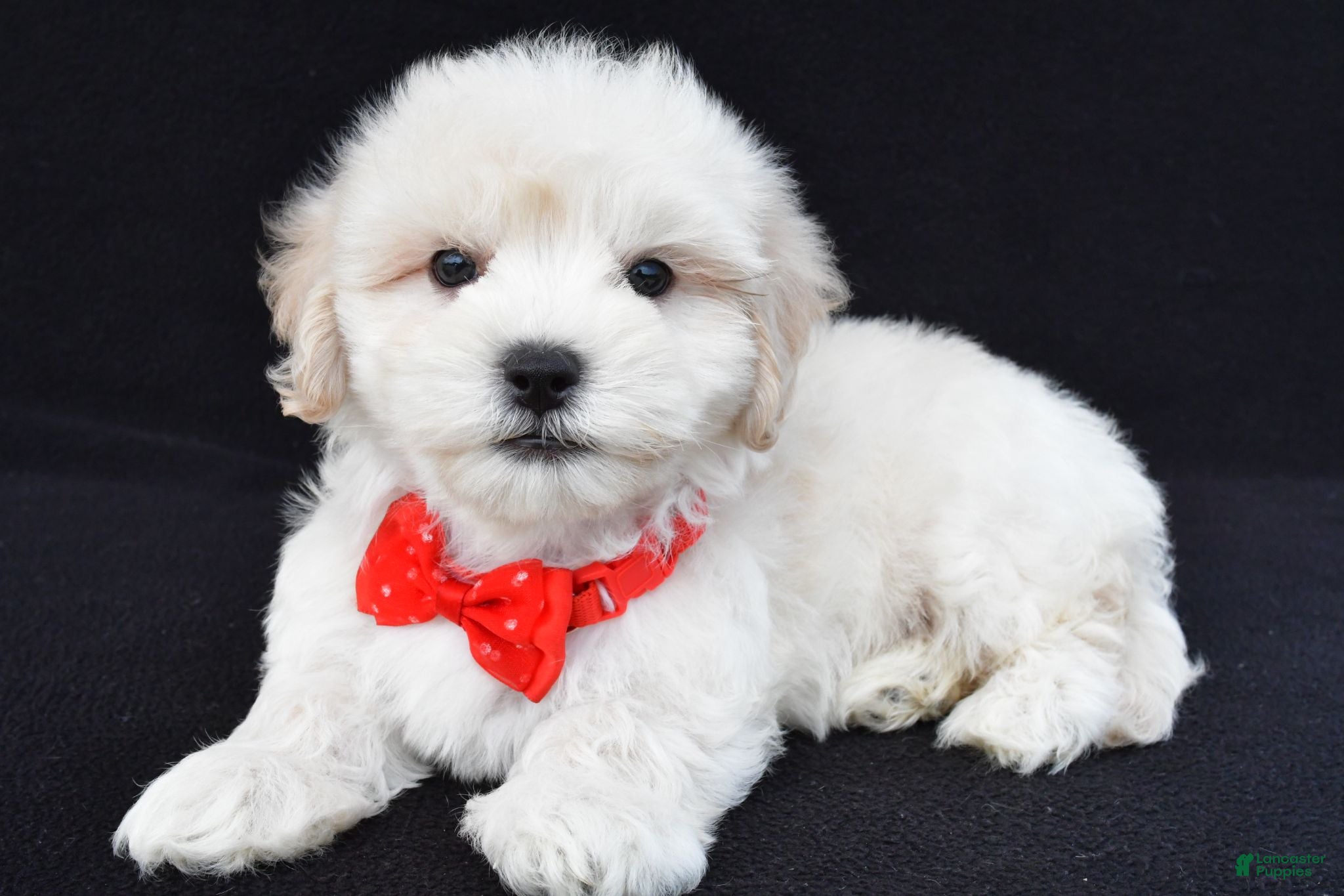 Maltipoo dogs Tommy - Ad 2