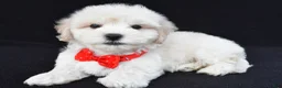 Maltipoo dogs for sale: Tommy - Ad 2