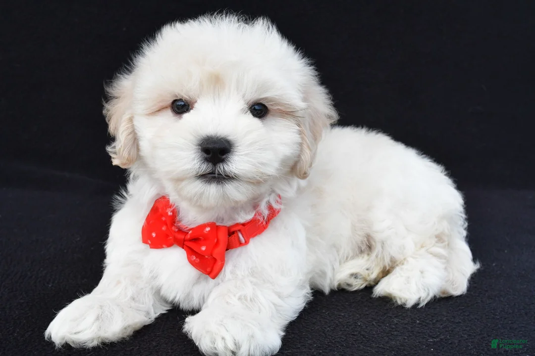 Maltipoo dogs for sale: Tommy - Ad 2