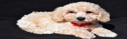 Bichpoo dogs for sale: Tango - Ad 2