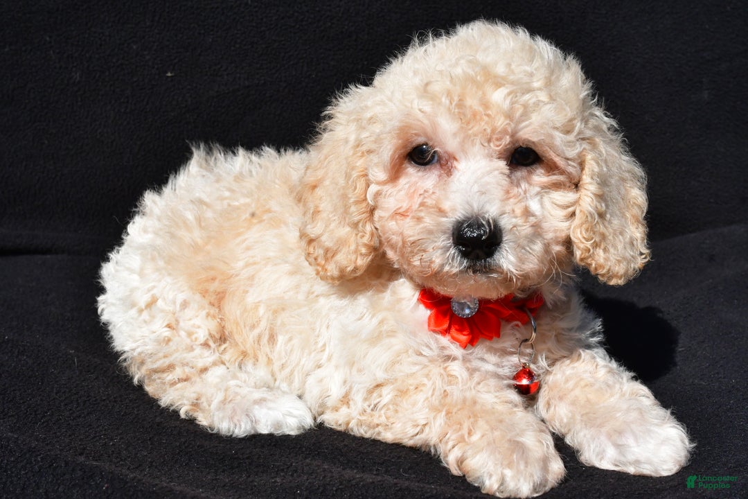 Bichpoo dogs for sale: Tango - Ad 2