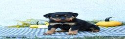 Rottweiler dogs for sale: Fizzy - Ad 4