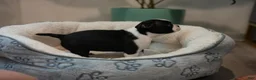 Boston Terrier dogs for sale: Bulldozer - Ad 3