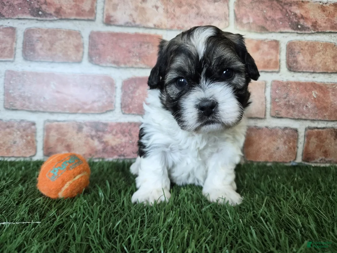 Shihpoo dogs for sale: Waylon - Ad 2