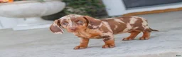 Dachshund dogs for sale: Latte - Ad 5
