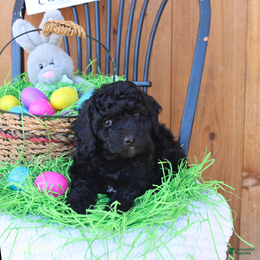 Mini Goldendoodle dogs Shadow - Ad 2