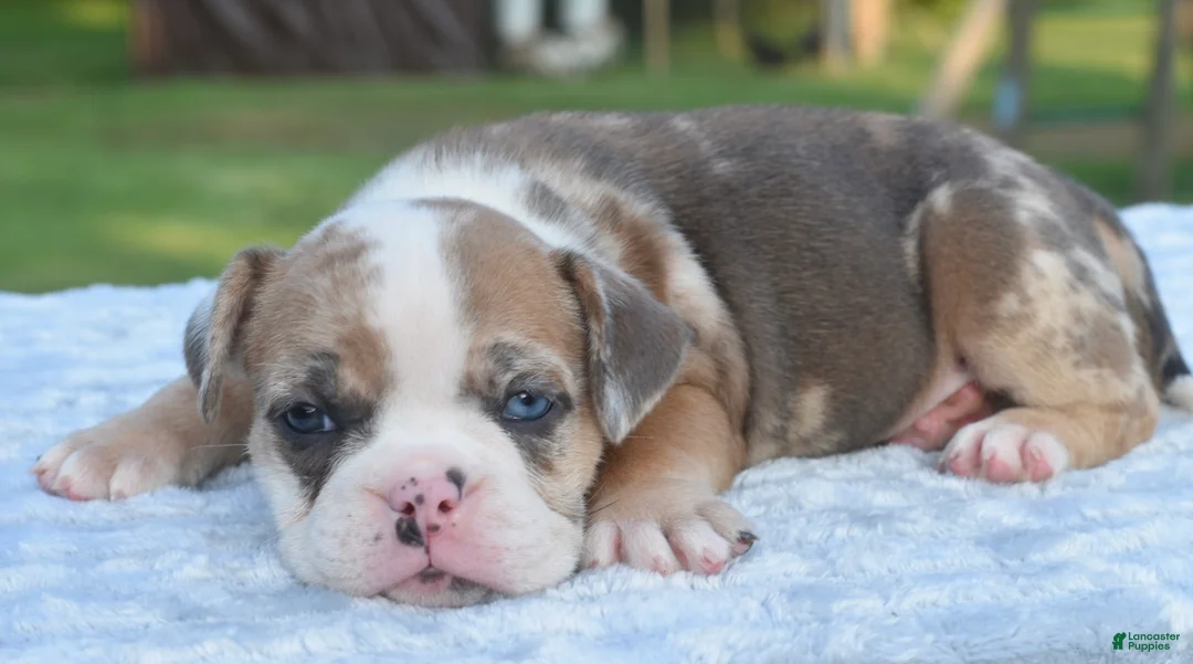 Mixed Breed dogs for sale: Willow mini bulldog hybrid  - Ad 1