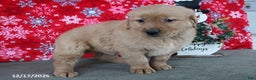 Golden Retriever dogs for sale: Blizzard - Ad 5