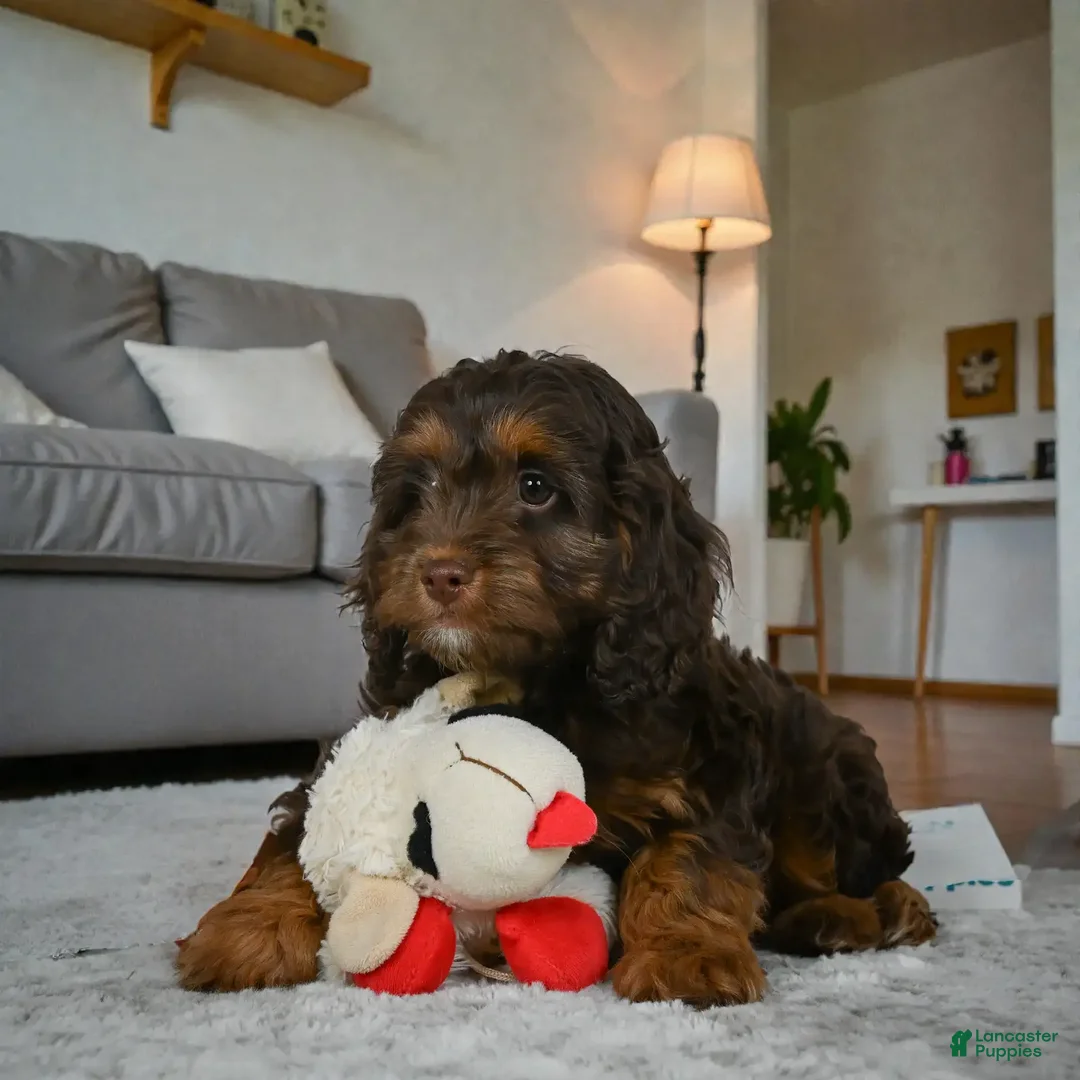 Cockapoo dogs for sale: rocky - Ad 5