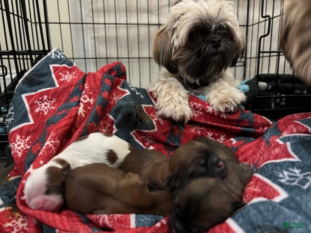 Shih Tzu dogs for sale: Shih Tzu Puppy - Trooper - Ad 5
