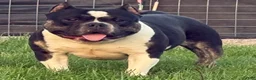 American Bully dogs for sale: Cow Tippin’  - Ad 1