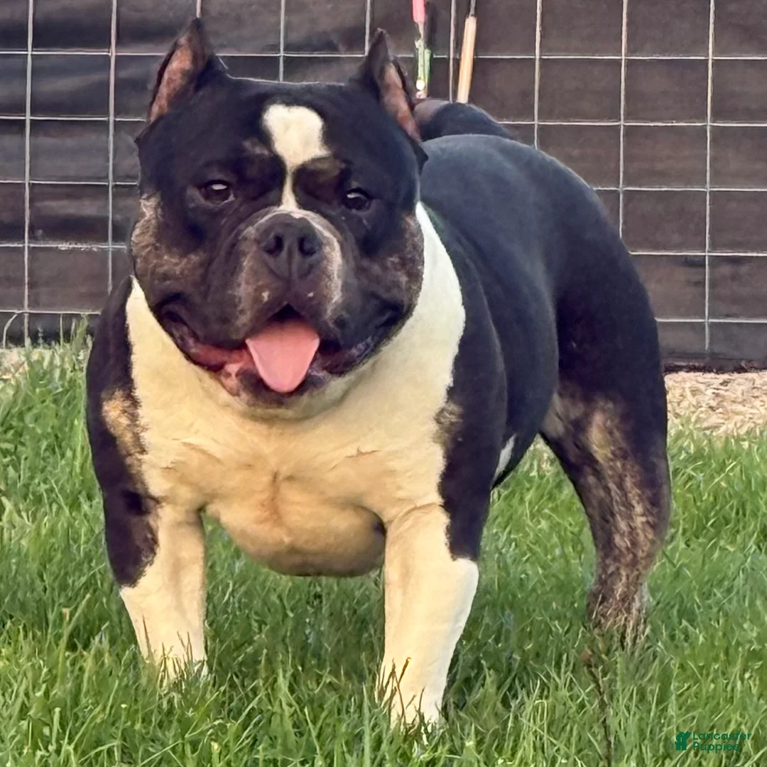 American Bully dogs for sale: Cow Tippin’  - Ad 1