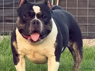 American Bully dogs for sale: Cow Tippin’ - Ad 3