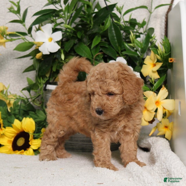 Mini Goldendoodle dogs for sale: Vanessa - Ad 4