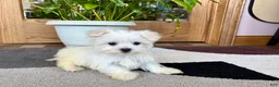 Maltese dogs for sale: Cody - Ad 4