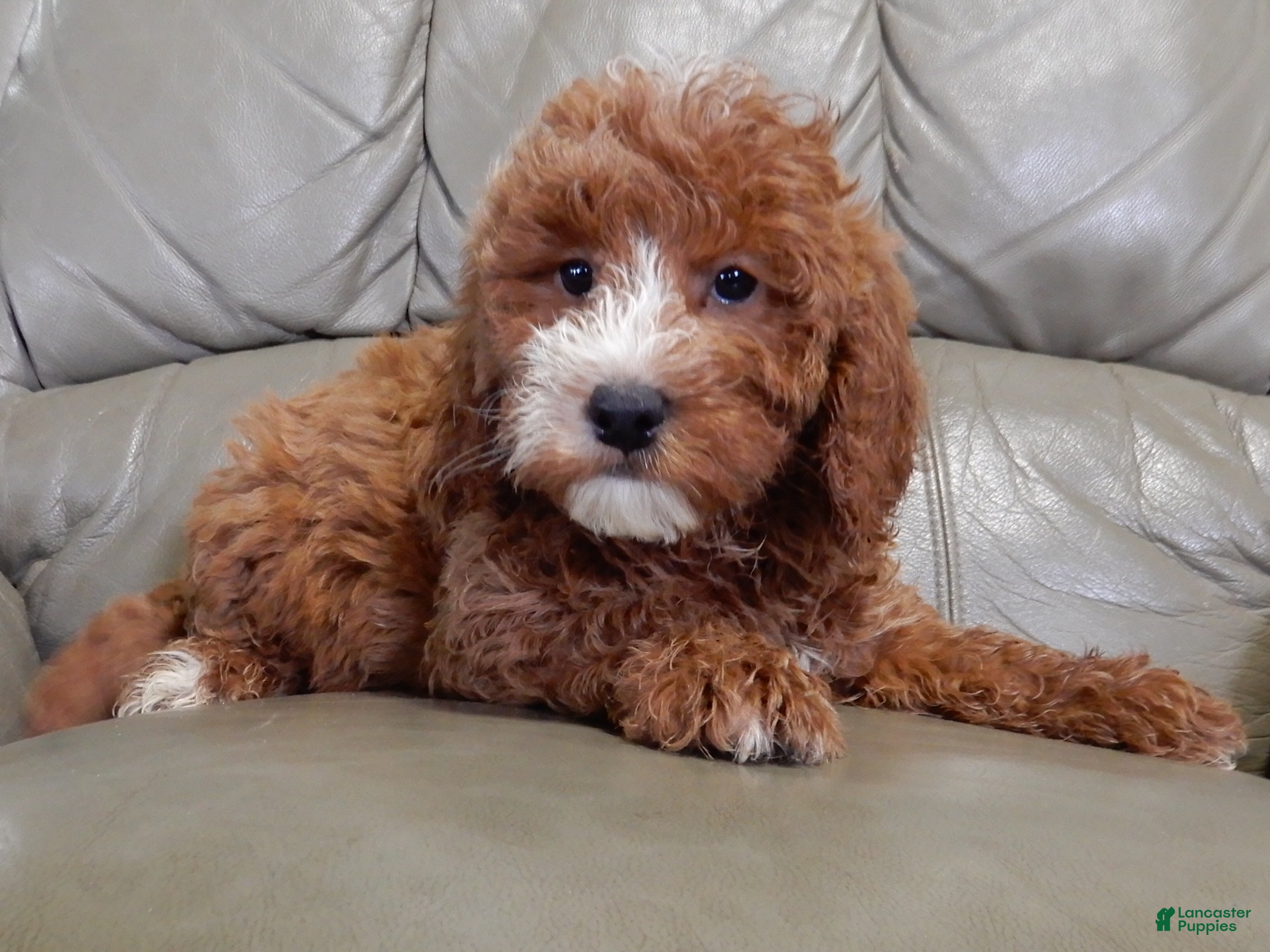Mini Goldendoodle dogs Nemo - Ad 2