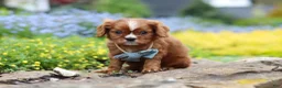 Cavalier King Charles Spaniel dogs for sale: Mr. Bentley - Ad 3