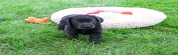 Labrador Retriever dogs for sale: Max - Ad 2