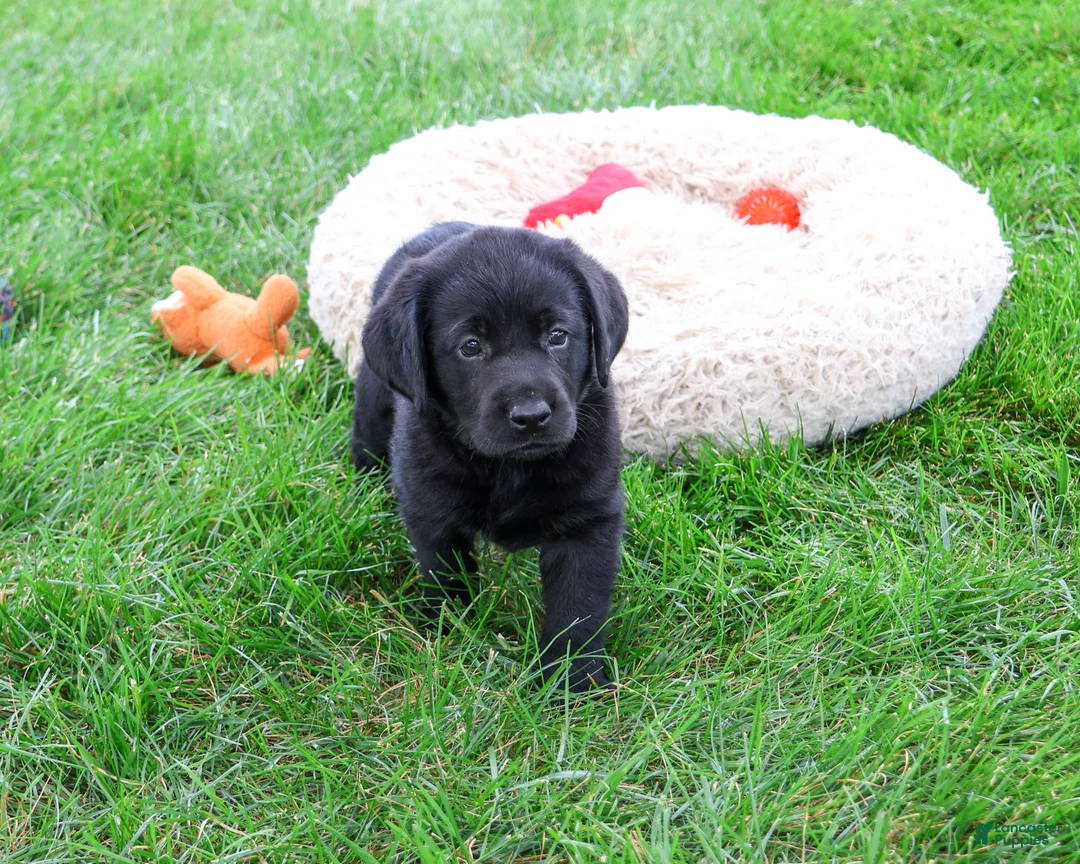 Labrador Retriever dogs for sale: Max - Ad 2