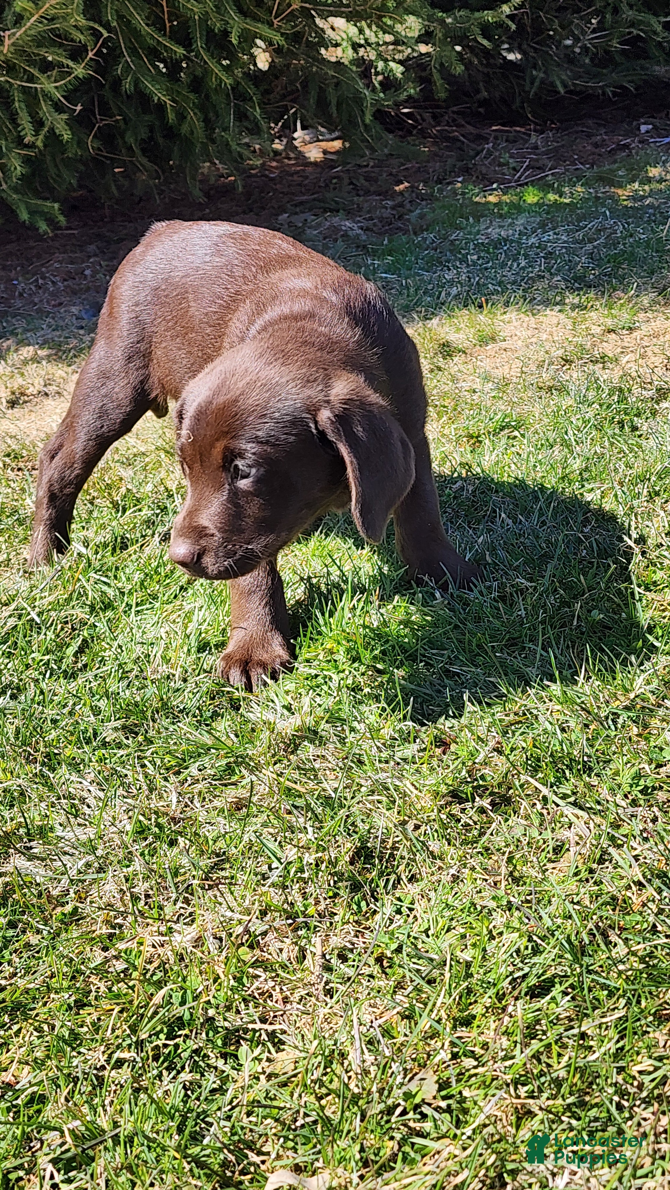Labrador Retriever dogs Zain - Ad 14