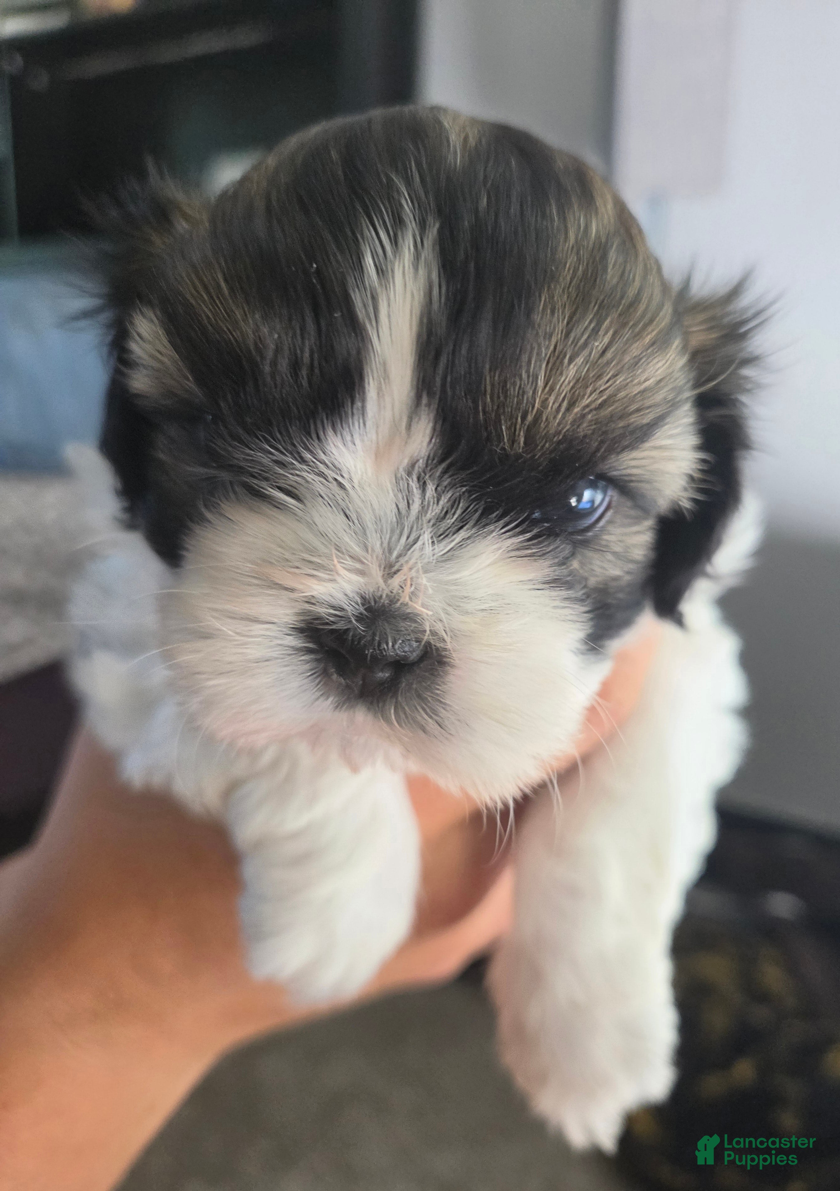 Shih Tzu dogs Mary - Ad 22