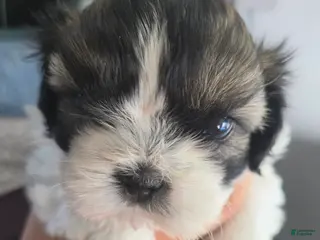 Shih Tzu dogs Mary - Ad 5