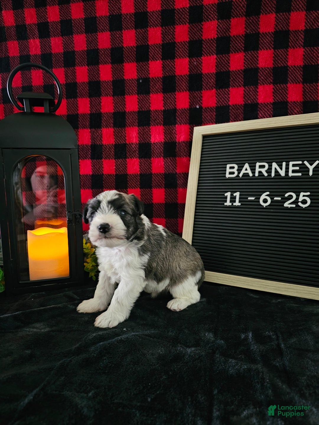 Miniature Schnauzer dogs for sale: Barney - Ad 2