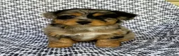 Mini Aussiedoodle dogs for sale: Chloe - Ad 5