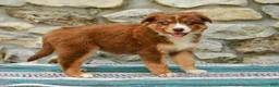 Australian Shepherd dogs for sale: Daisy - Ad 7