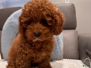 Toy Poodle dogs - Ad 1