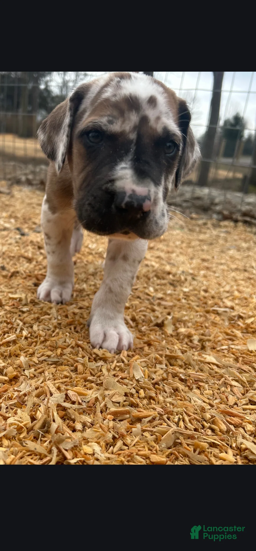 Great Dane dogs for sale: Fawnequin Male  - Ad 1