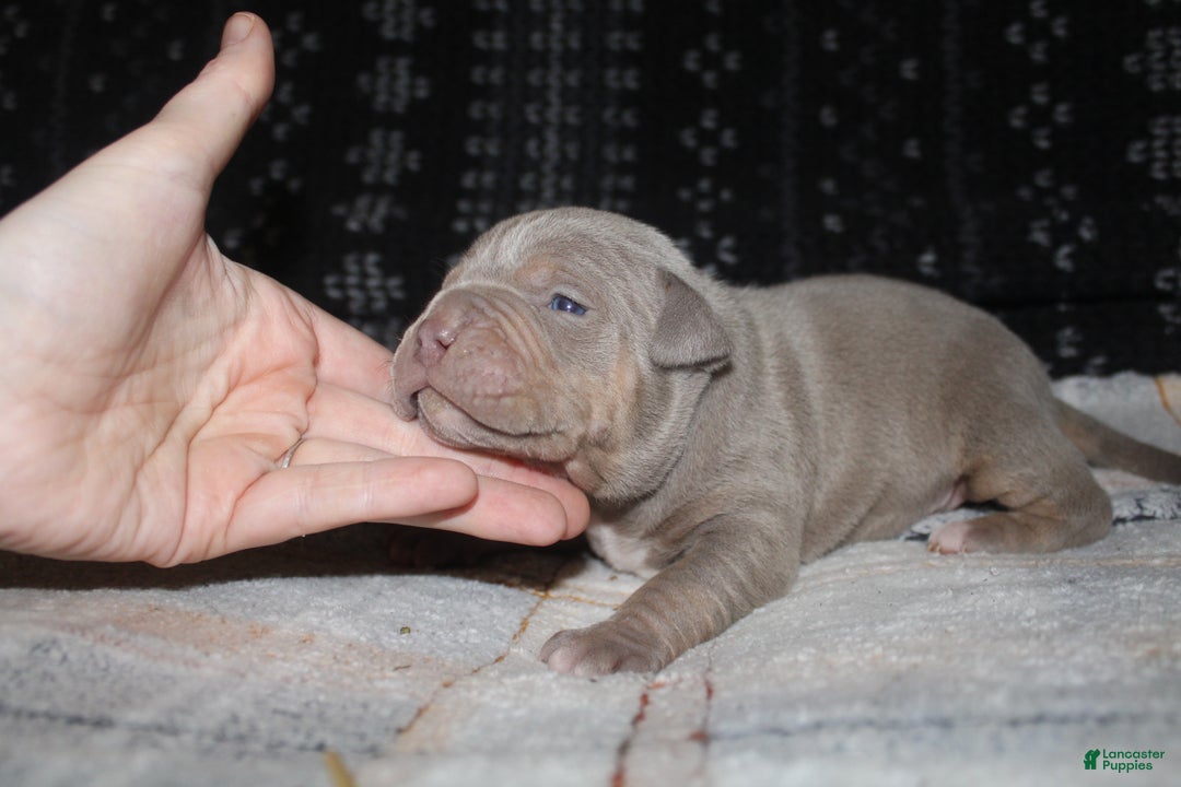 American Bully dogs for sale: Lykin - Ad 8