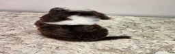 Mini Sheepadoodle dogs for sale: Reese - Ad 4