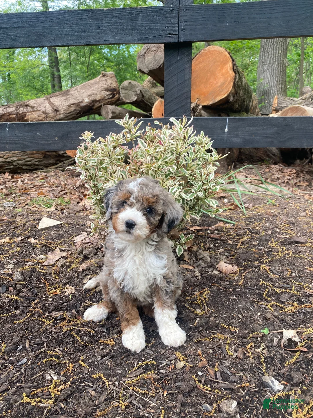 Bernedoodle dogs for sale: Snickers - Ad 2