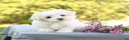 Maltese dogs for sale: Lily - Ad 4