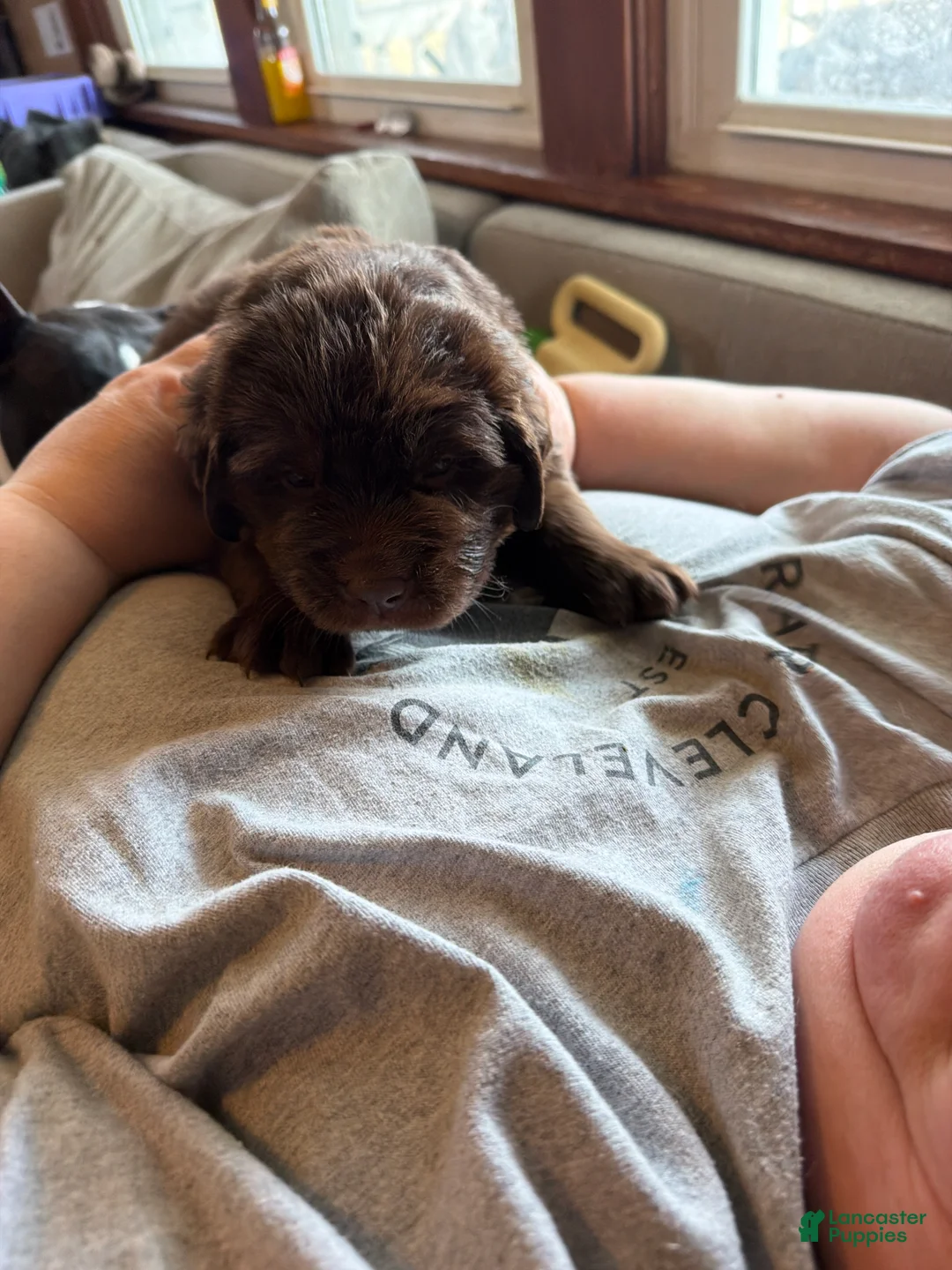 Newfoundland dogs for sale: Newfoundland Puppy 2 Hera - Ad 2