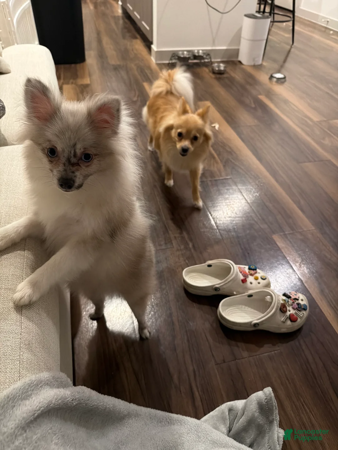 Pomeranian dogs for sale: Violet - Ad 12