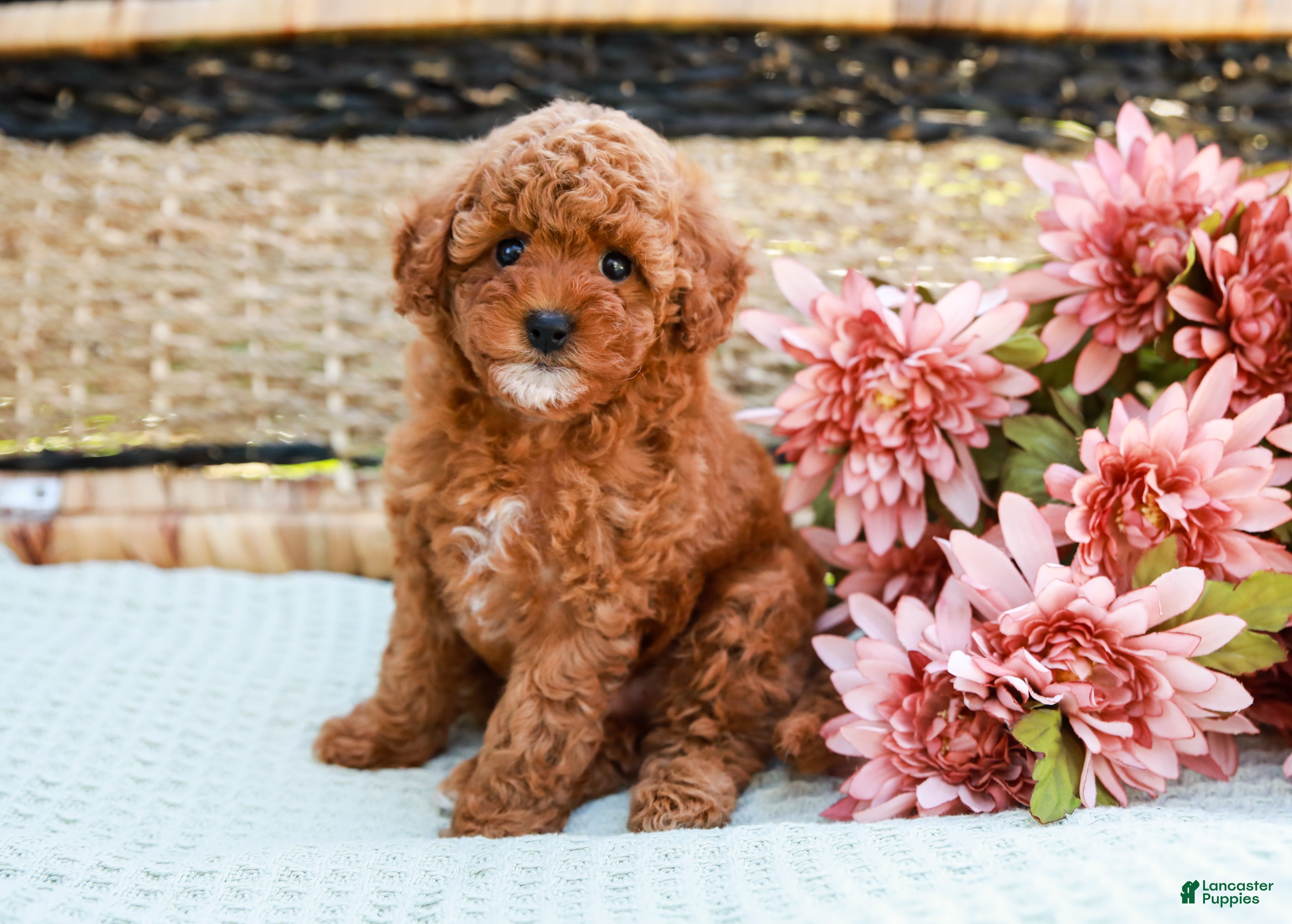 Toy Poodle dogs Bethany - Ad 2