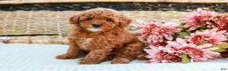 Toy Poodle dogs for sale: Bethany - Ad 2