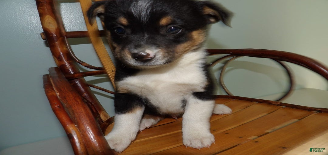 Gallery Image {{count}}