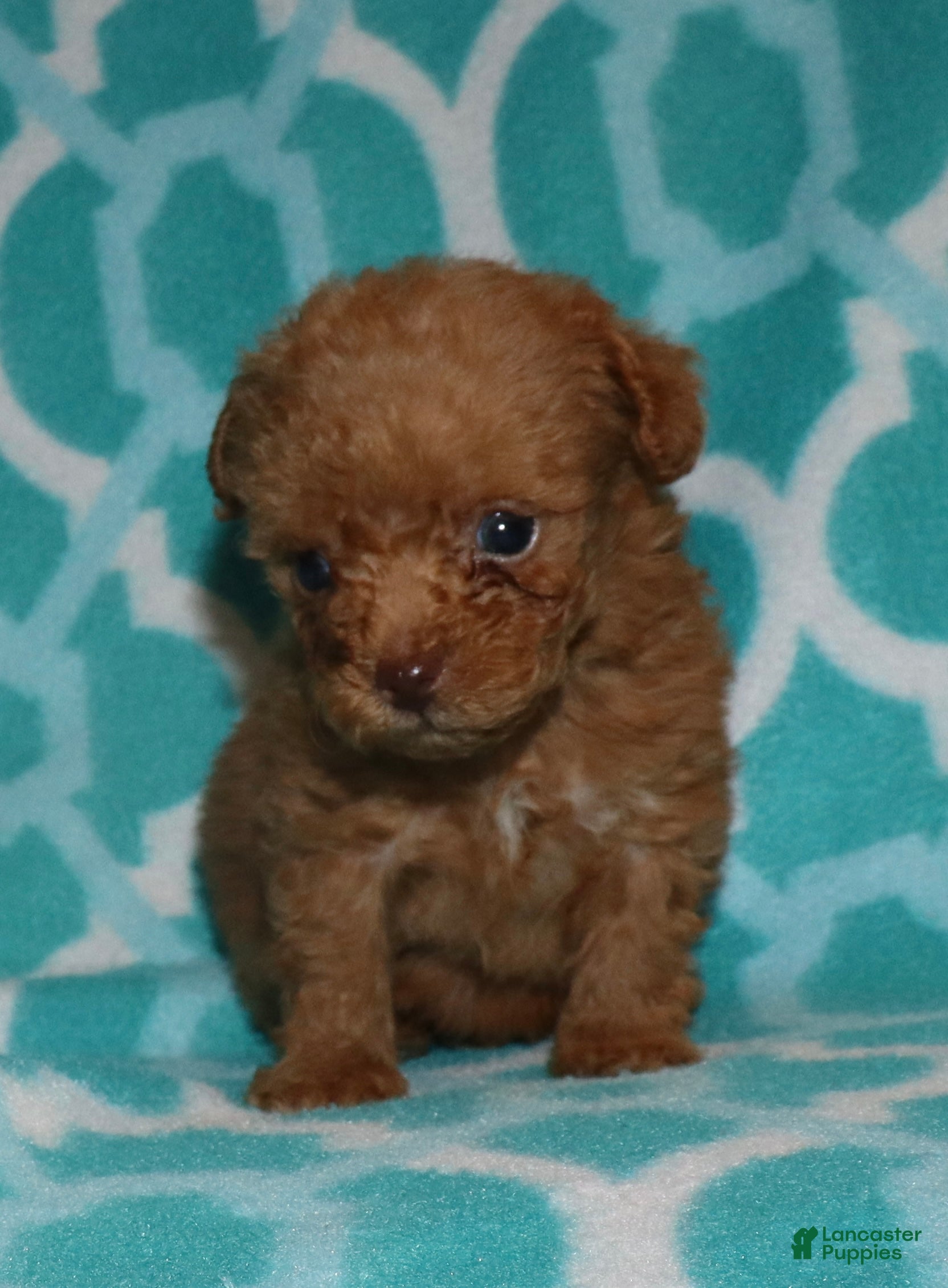 Toy Poodle dogs for sale: Double T Summer’s apricot male - Ad 18