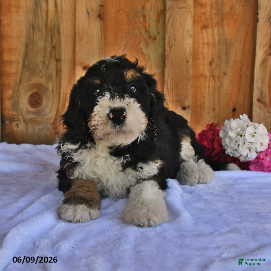 Bernedoodle dogs Duke - Ad 2
