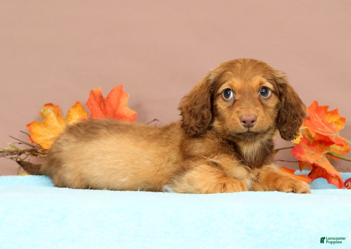 Miniature Dachshund dogs Ally - Ad 2